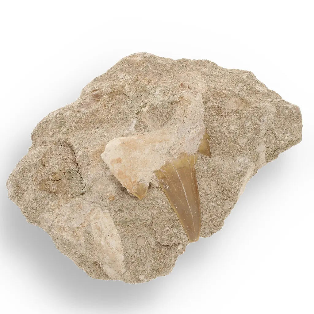 Get your Magnificent Otodus Obliquus Shark Tooth on Matrix from Oulad Abdoun Basin, Morocco - 55 Million Year Old Paleocene Gia online now or in store at Forever Gems in Franschhoek, South Africa