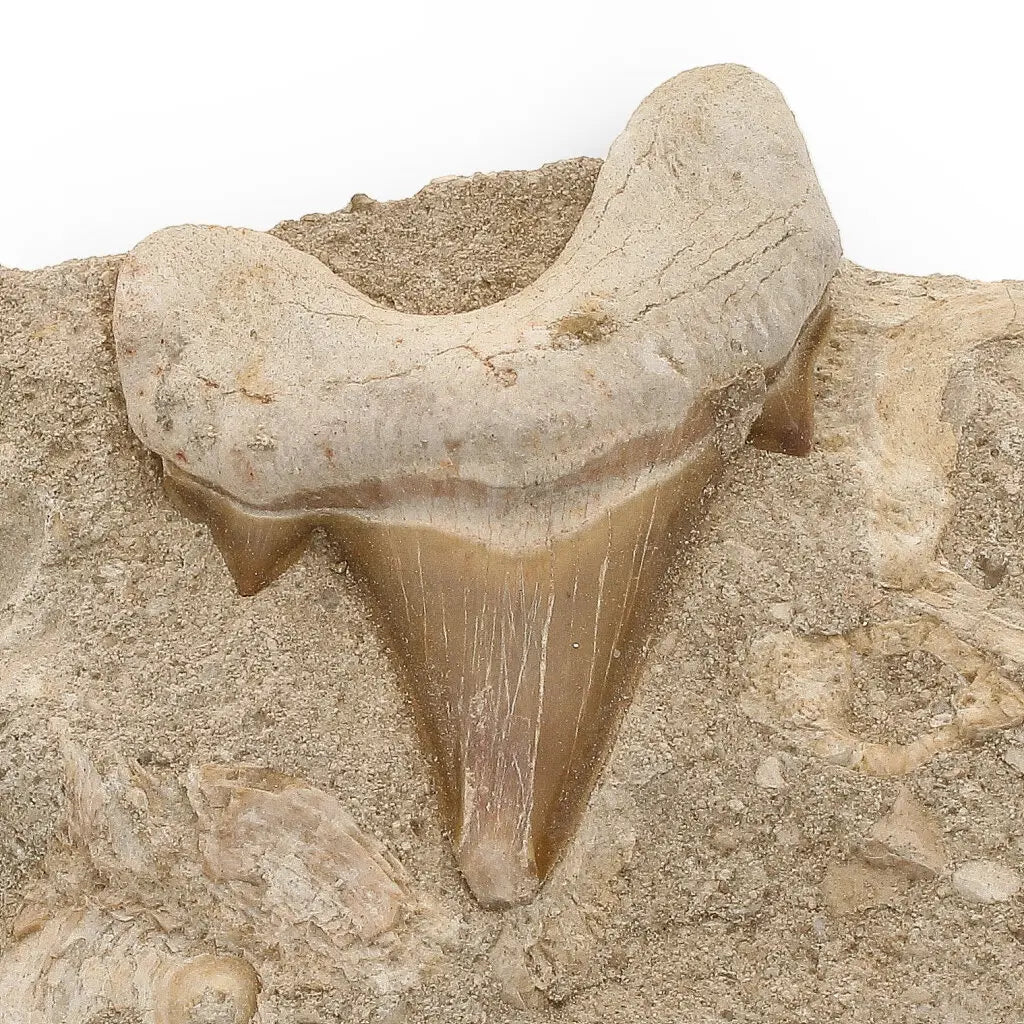 Get your Majestic Otodus Obliquus Shark Tooth on Matrix from Morocco online now or in store at Forever Gems in Franschhoek, South Africa