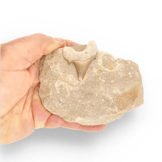 Get your Majestic Otodus Obliquus Shark Tooth on Matrix from Morocco online now or in store at Forever Gems in Franschhoek, South Africa