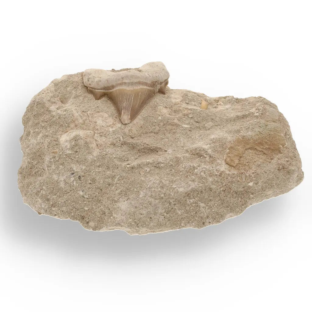 Get your Majestic Otodus Obliquus Shark Tooth on Matrix from Morocco online now or in store at Forever Gems in Franschhoek, South Africa