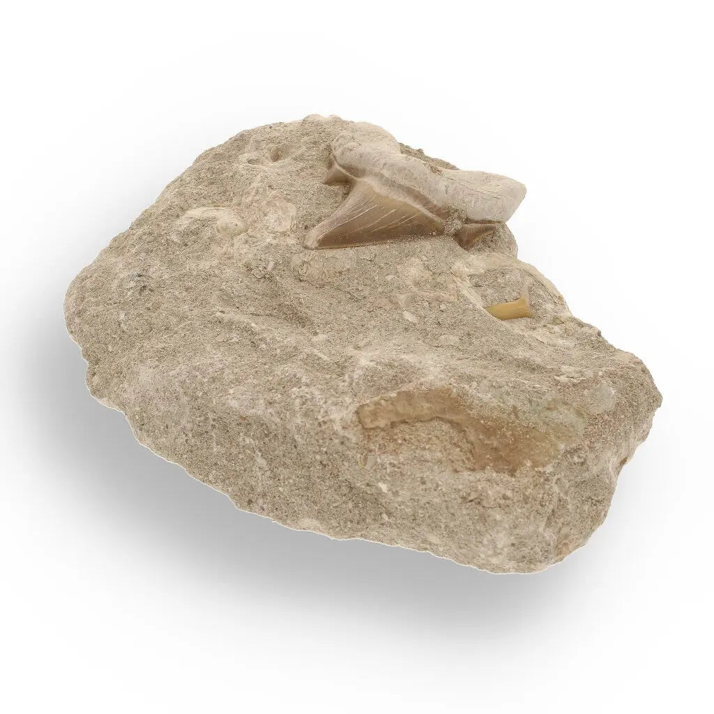 Get your Majestic Otodus Obliquus Shark Tooth on Matrix from Morocco online now or in store at Forever Gems in Franschhoek, South Africa
