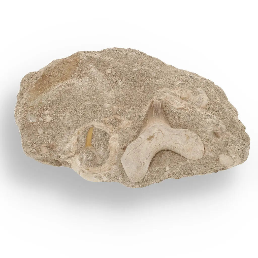Get your Majestic Otodus Obliquus Shark Tooth on Matrix from Morocco online now or in store at Forever Gems in Franschhoek, South Africa