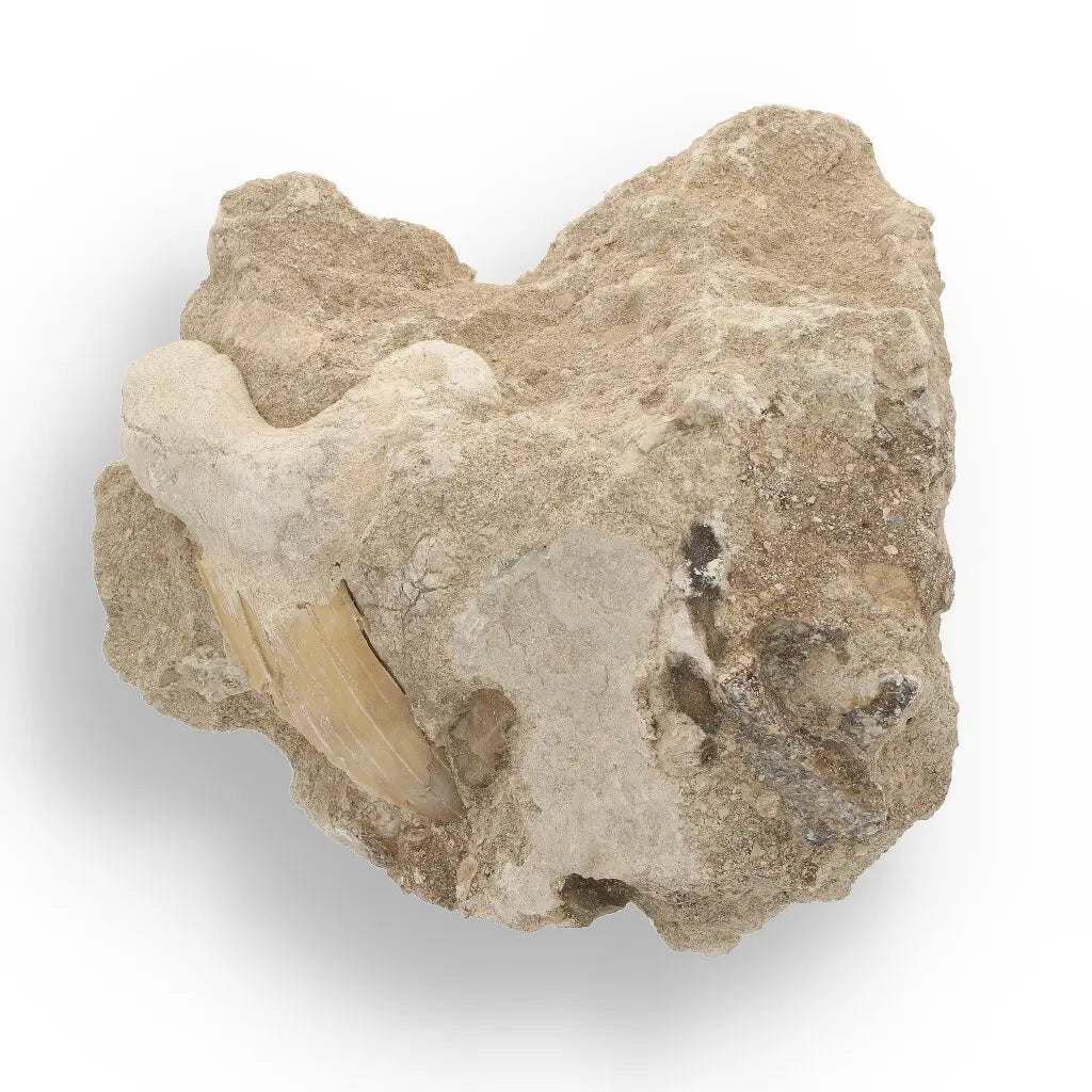 Get your Authentic Otodus Obliquus Shark Tooth on Matrix from Morocco online now or in store at Forever Gems in Franschhoek, South Africa