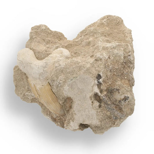 Get your Authentic Otodus Obliquus Shark Tooth on Matrix from Morocco online now or in store at Forever Gems in Franschhoek, South Africa