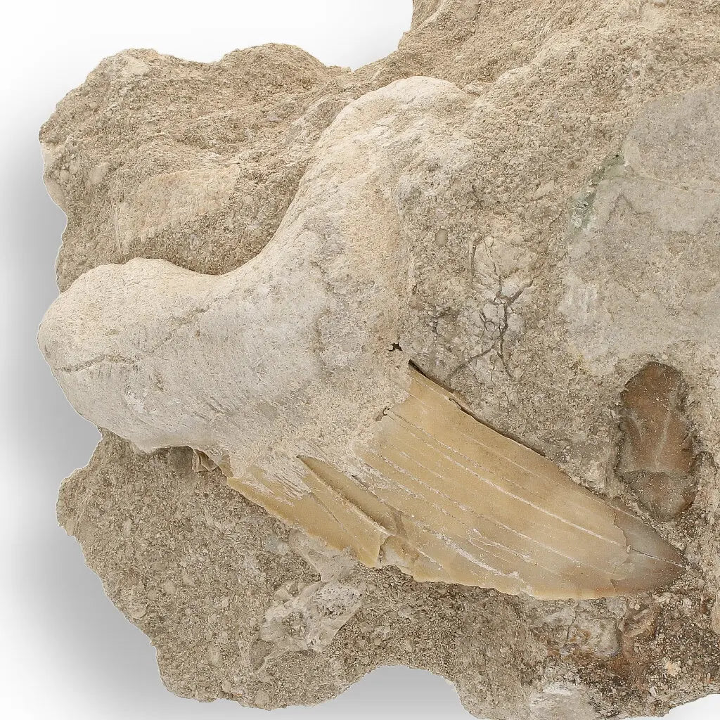 Get your Authentic Otodus Obliquus Shark Tooth on Matrix from Morocco online now or in store at Forever Gems in Franschhoek, South Africa