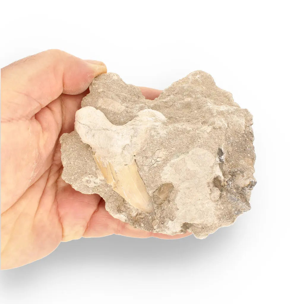 Get your Authentic Otodus Obliquus Shark Tooth on Matrix from Morocco online now or in store at Forever Gems in Franschhoek, South Africa