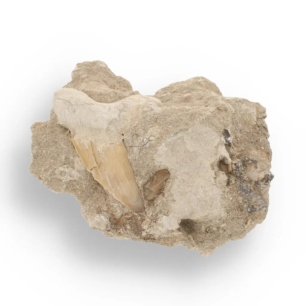 Get your Authentic Otodus Obliquus Shark Tooth on Matrix from Morocco online now or in store at Forever Gems in Franschhoek, South Africa