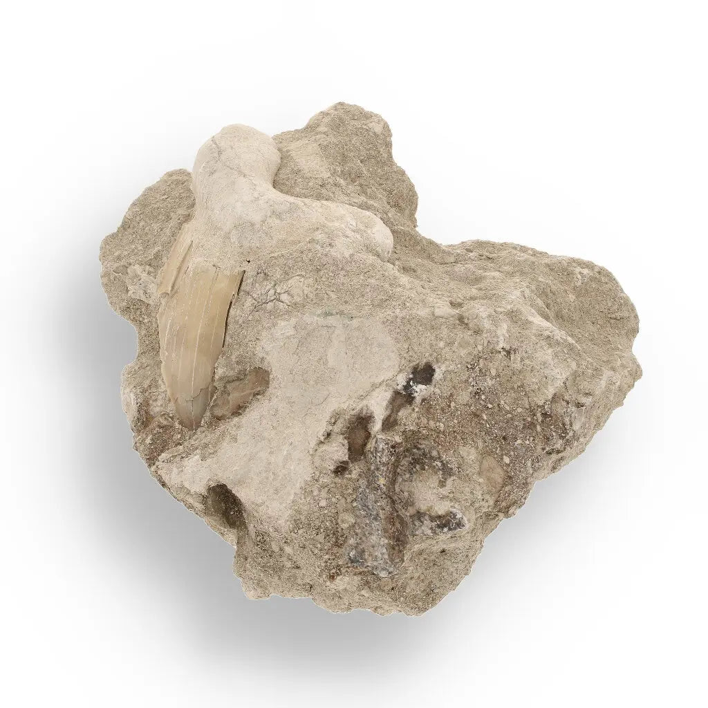 Get your Authentic Otodus Obliquus Shark Tooth on Matrix from Morocco online now or in store at Forever Gems in Franschhoek, South Africa