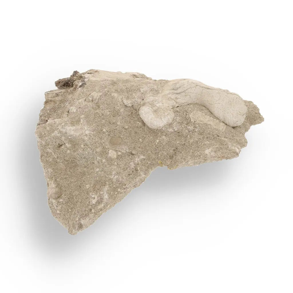 Get your Authentic Otodus Obliquus Shark Tooth on Matrix from Morocco online now or in store at Forever Gems in Franschhoek, South Africa