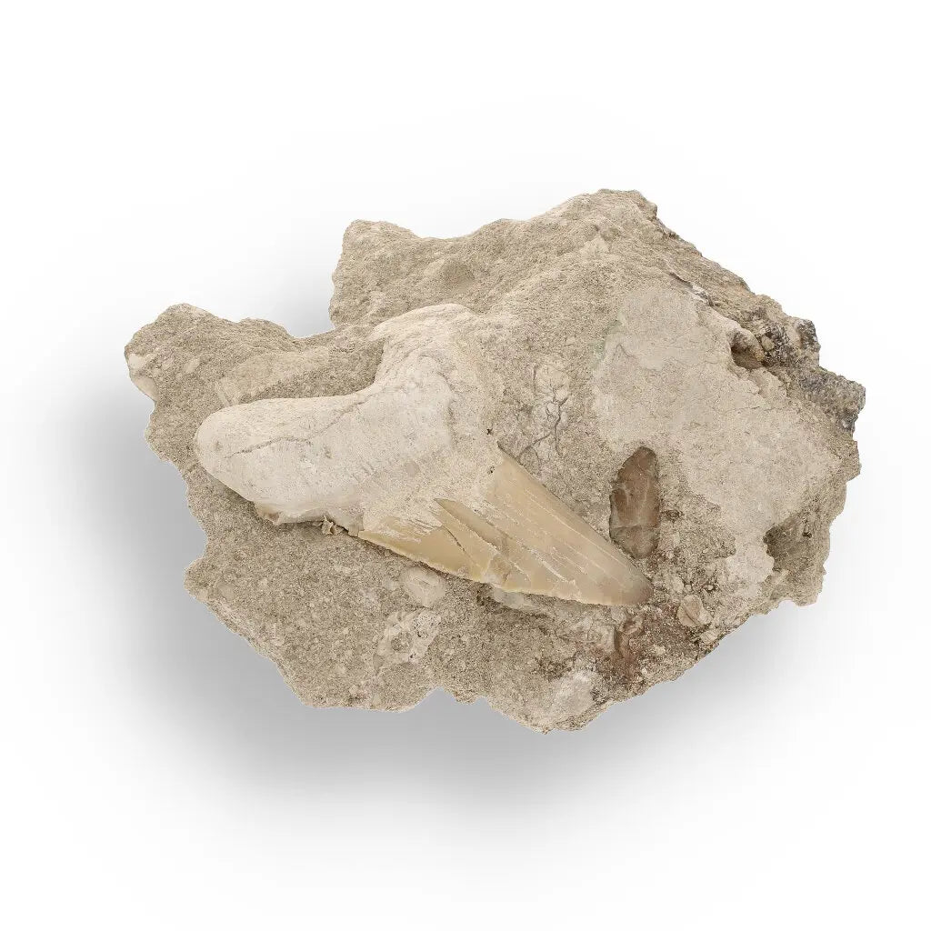 Get your Authentic Otodus Obliquus Shark Tooth on Matrix from Morocco online now or in store at Forever Gems in Franschhoek, South Africa