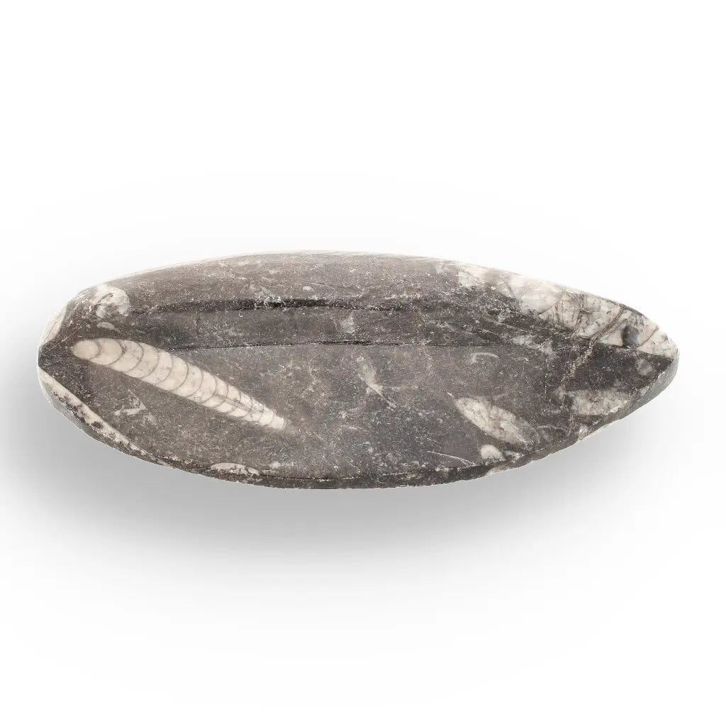 Get your Orthoceras Fossil - Meet the Ancient Squid's Ancestor online now or in store at Forever Gems in Franschhoek, South Africa