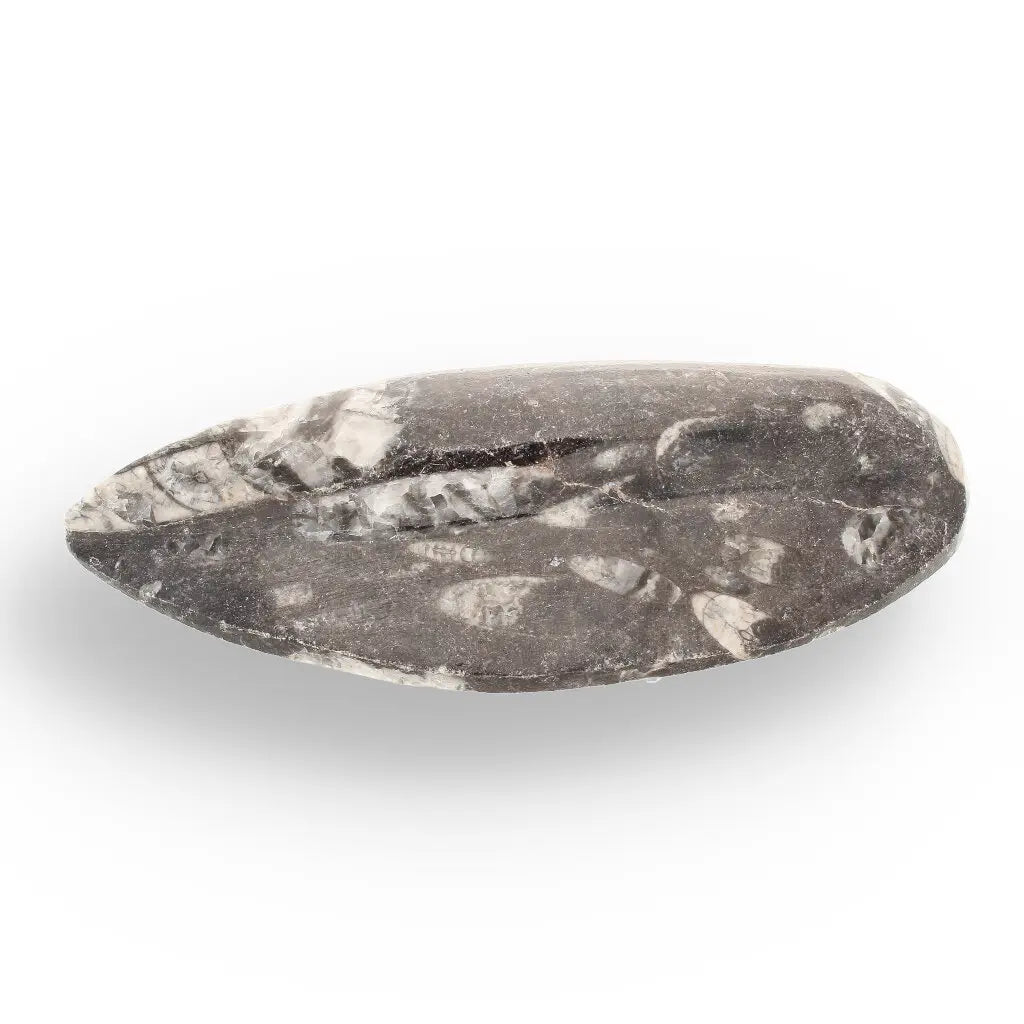 Get your Orthoceras Fossil - Meet the Ancient Squid's Ancestor online now or in store at Forever Gems in Franschhoek, South Africa