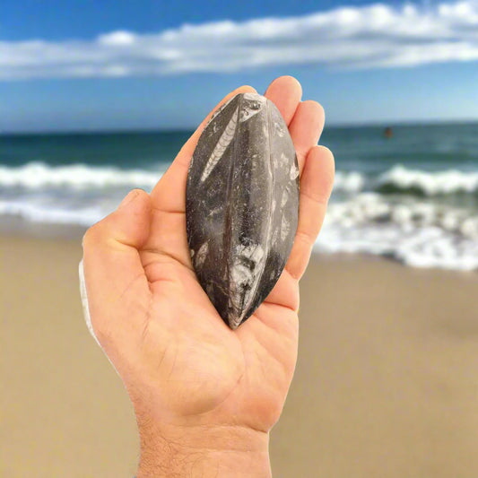 Get your Orthoceras Fossil - Meet the Ancient Squid's Ancestor online now or in store at Forever Gems in Franschhoek, South Africa