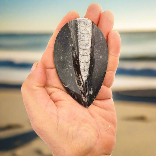 Get your Orthoceras from Ancient Moroccan Seas - Your First Fossil Friend online now or in store at Forever Gems in Franschhoek, South Africa