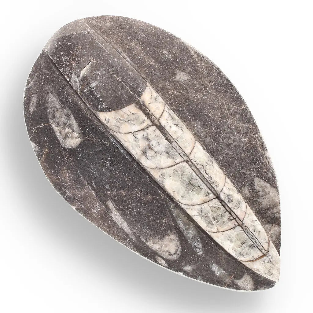 Get your Orthoceras Fossil Gift for Nature Lovers - Ancient Ocean Treasure online now or in store at Forever Gems in Franschhoek, South Africa