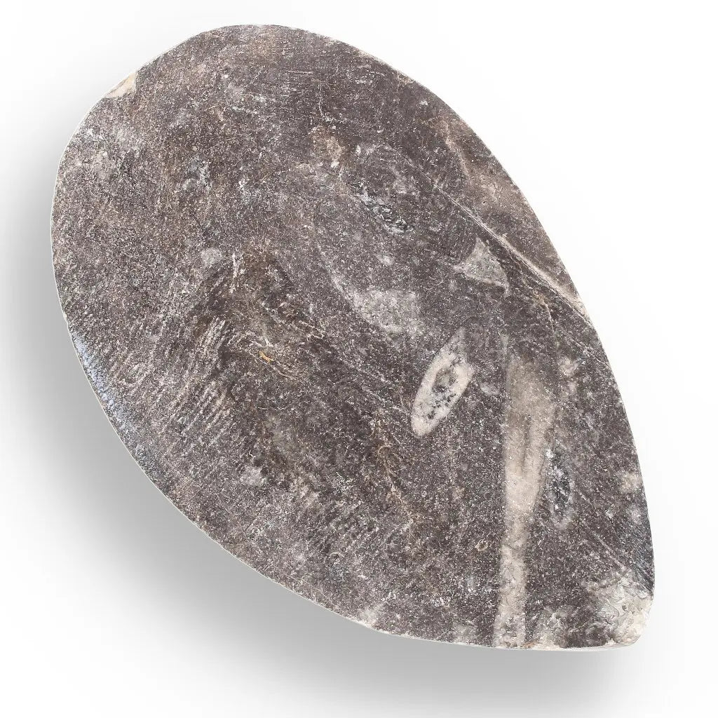 Get your Orthoceras Fossil Gift for Nature Lovers - Ancient Ocean Treasure online now or in store at Forever Gems in Franschhoek, South Africa
