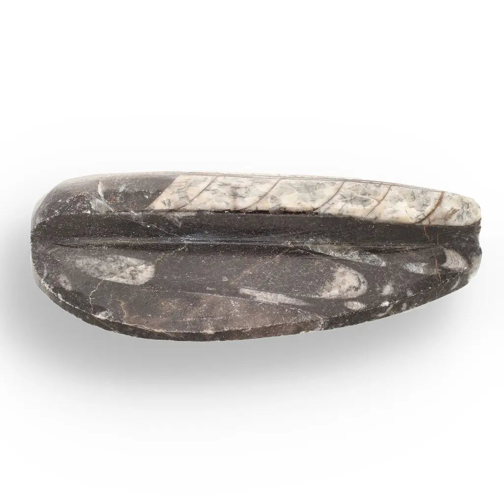Get your Orthoceras Fossil Gift for Nature Lovers - Ancient Ocean Treasure online now or in store at Forever Gems in Franschhoek, South Africa