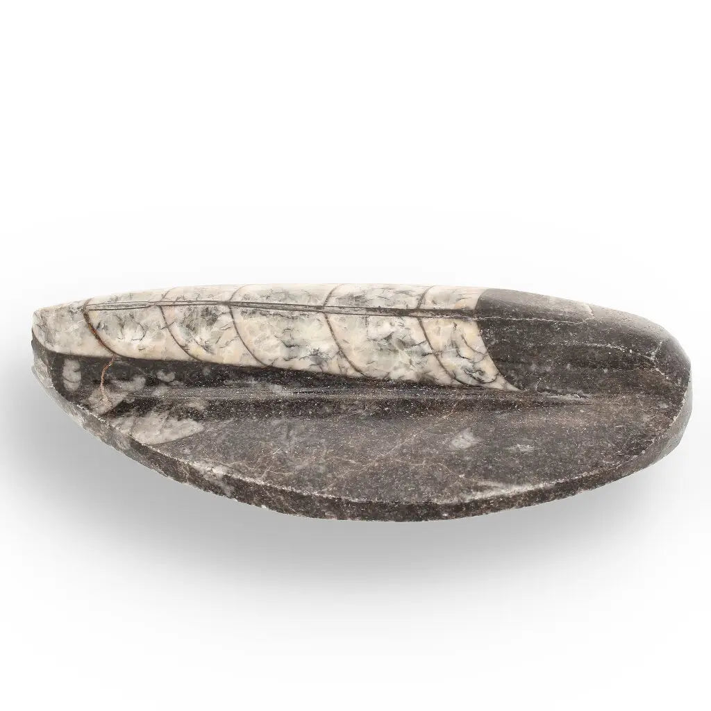 Get your Orthoceras Fossil Gift for Nature Lovers - Ancient Ocean Treasure online now or in store at Forever Gems in Franschhoek, South Africa