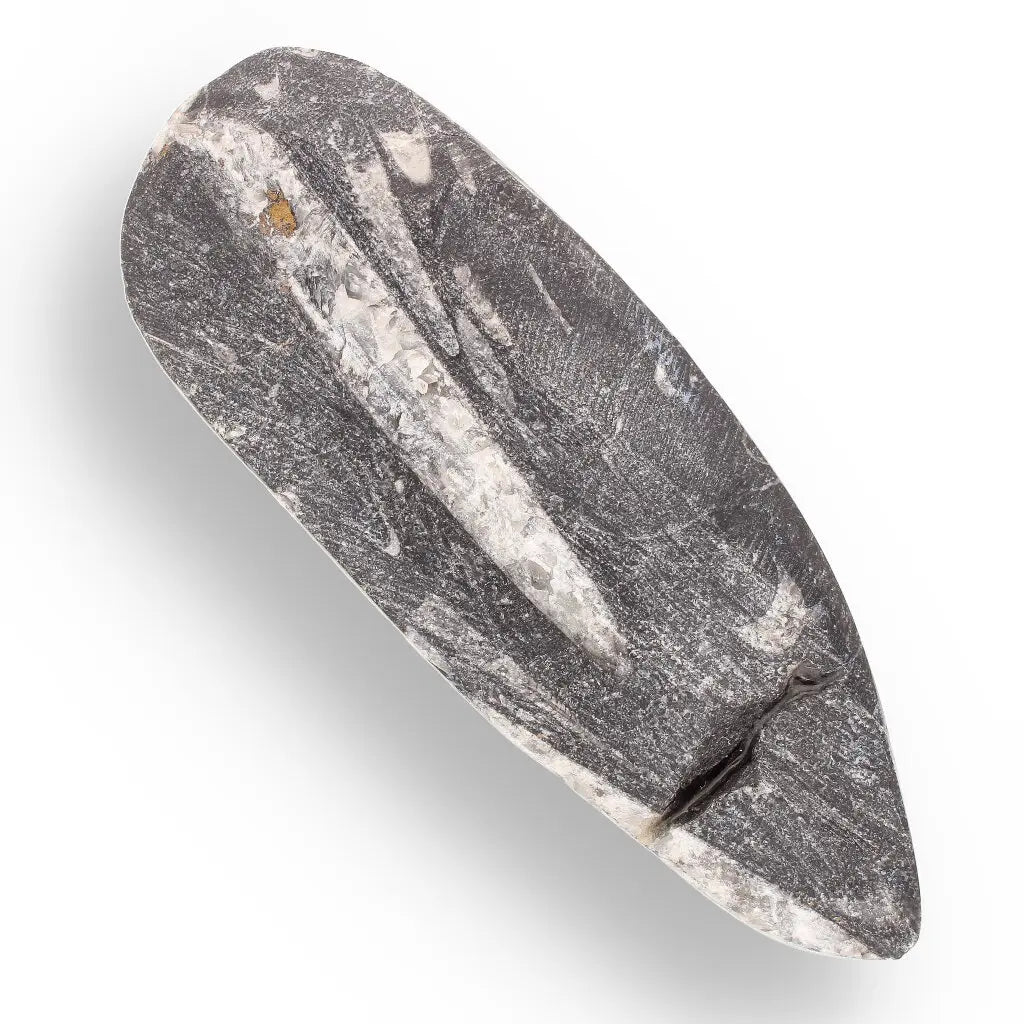 Get your Orthoceras Straight Shell Specimen - 500 Million Year Old Cephalopod Fossil online now or in store at Forever Gems in Franschhoek, South Africa