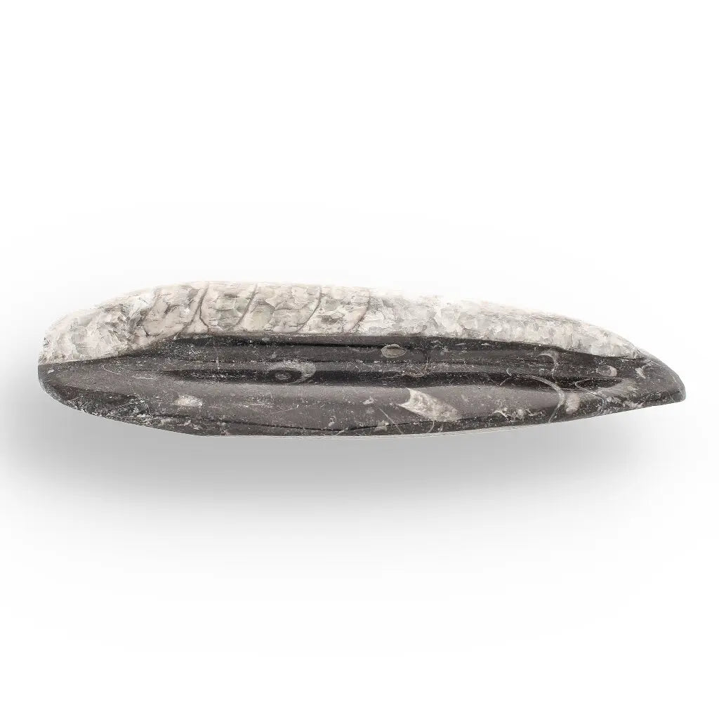 Get your Orthoceras Straight Shell Specimen - 500 Million Year Old Cephalopod Fossil online now or in store at Forever Gems in Franschhoek, South Africa