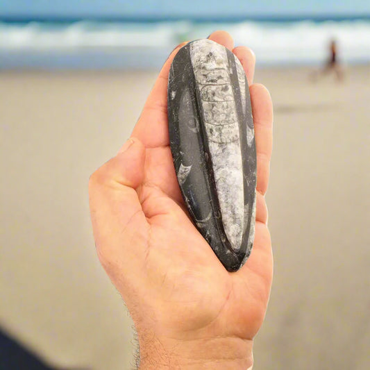 Get your Orthoceras Straight Shell Specimen - 500 Million Year Old Cephalopod Fossil online now or in store at Forever Gems in Franschhoek, South Africa