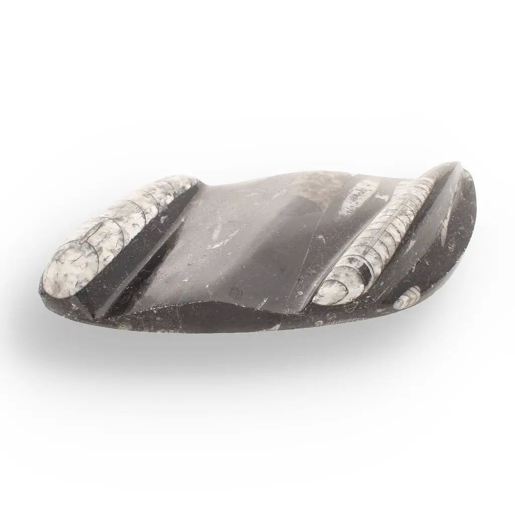 Get your Genuine Orthoceras Fossil from Morocco - Ancient Jet-Propelled Hunter online now or in store at Forever Gems in Franschhoek, South Africa