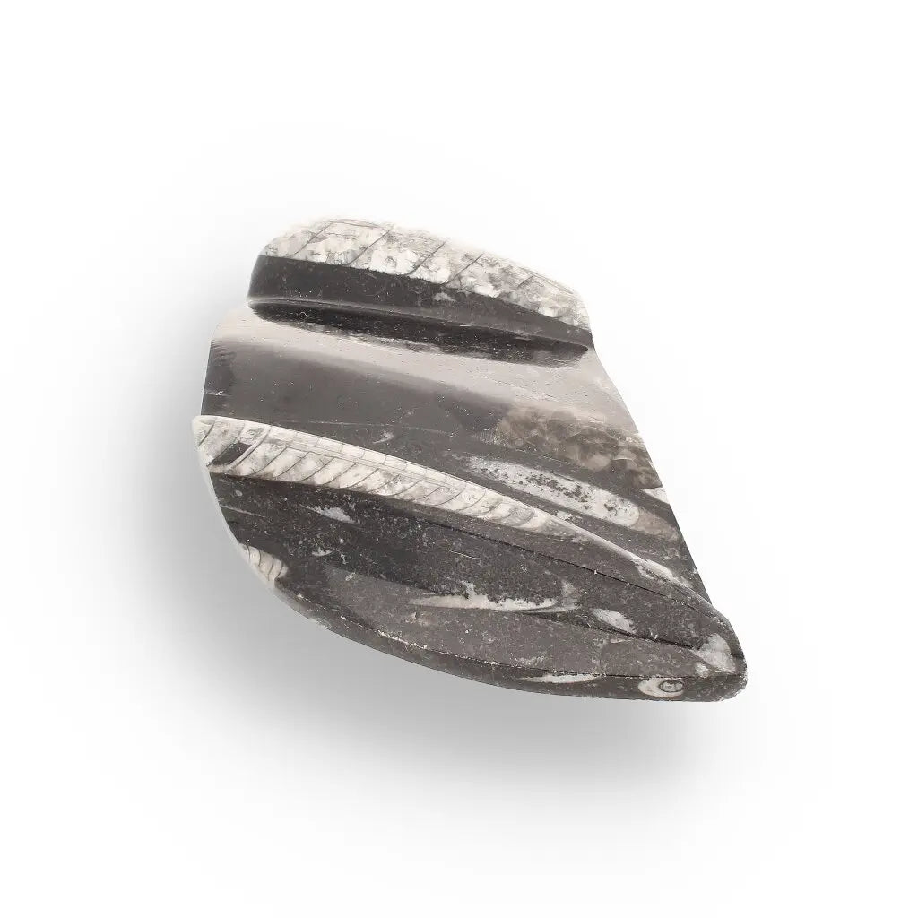 Get your Genuine Orthoceras Fossil from Morocco - Ancient Jet-Propelled Hunter online now or in store at Forever Gems in Franschhoek, South Africa