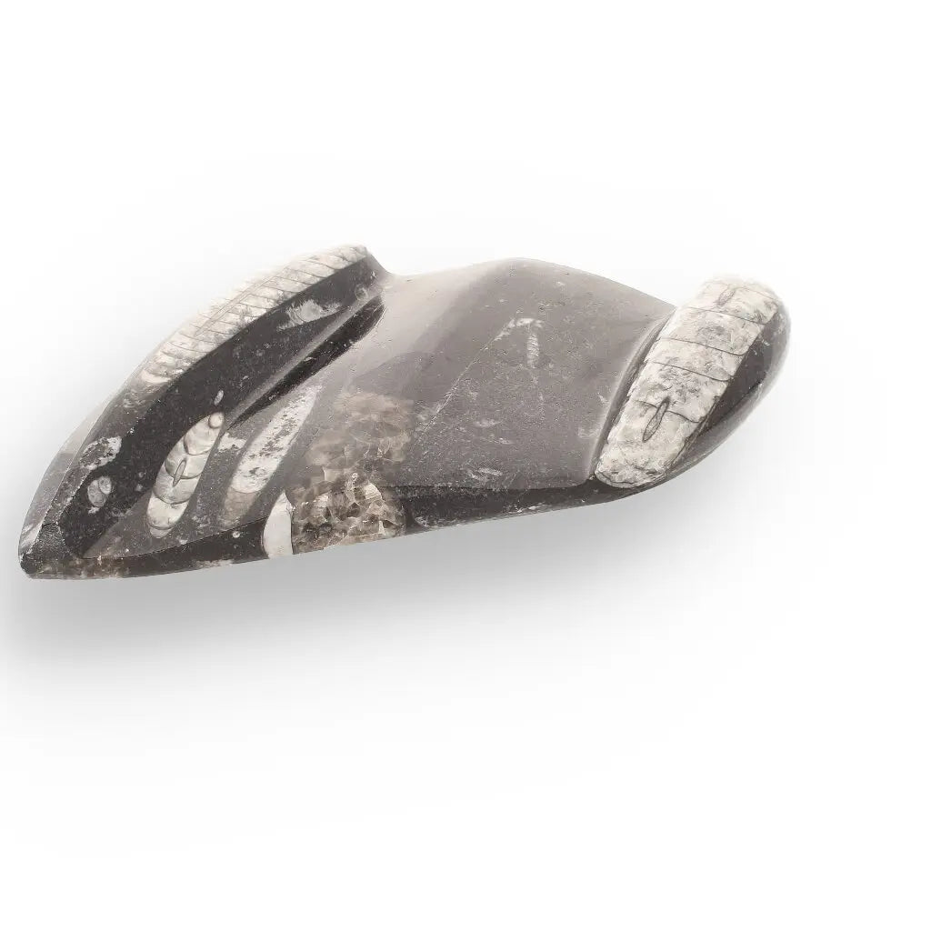 Get your Genuine Orthoceras Fossil from Morocco - Ancient Jet-Propelled Hunter online now or in store at Forever Gems in Franschhoek, South Africa