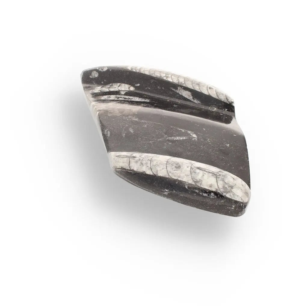 Get your Genuine Orthoceras Fossil from Morocco - Ancient Jet-Propelled Hunter online now or in store at Forever Gems in Franschhoek, South Africa