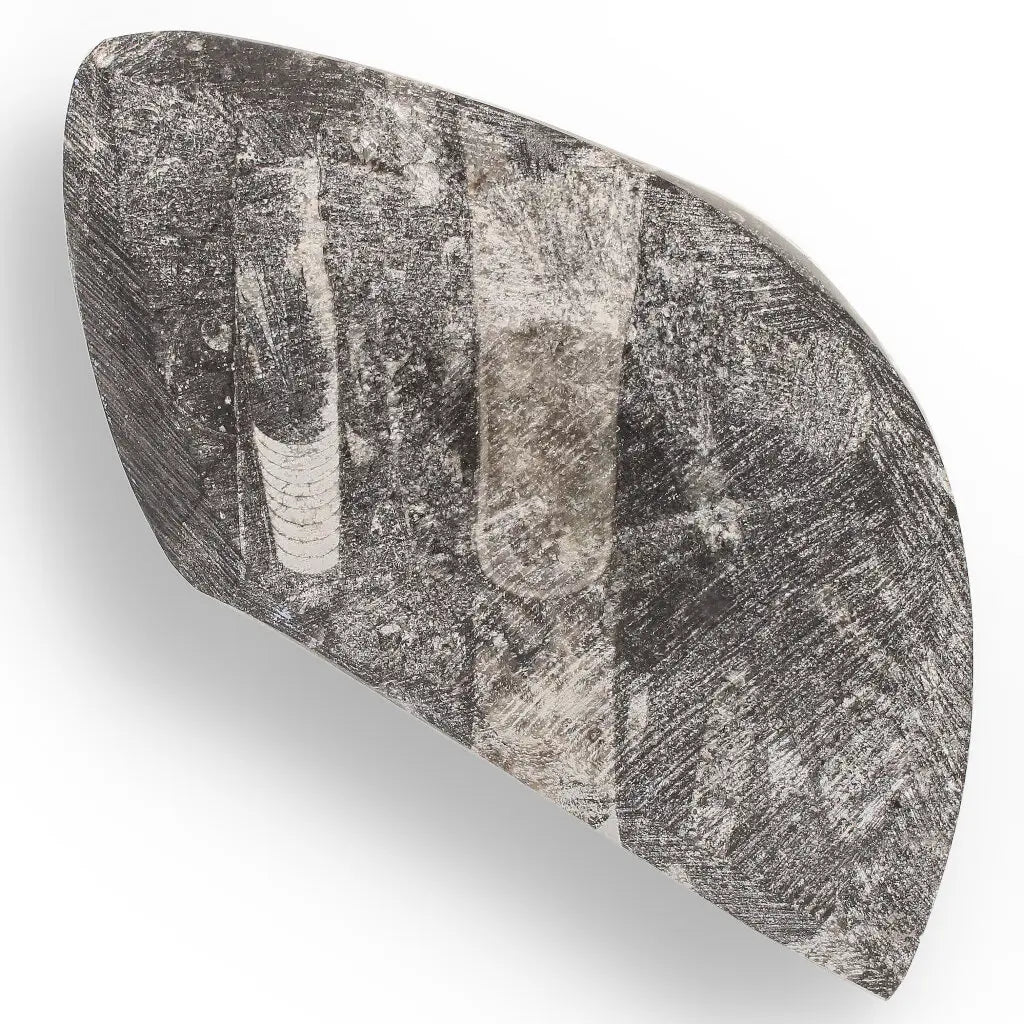 Get your Genuine Orthoceras Fossil from Morocco - Ancient Jet-Propelled Hunter online now or in store at Forever Gems in Franschhoek, South Africa
