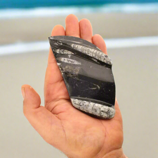 Get your Genuine Orthoceras Fossil from Morocco - Ancient Jet-Propelled Hunter online now or in store at Forever Gems in Franschhoek, South Africa