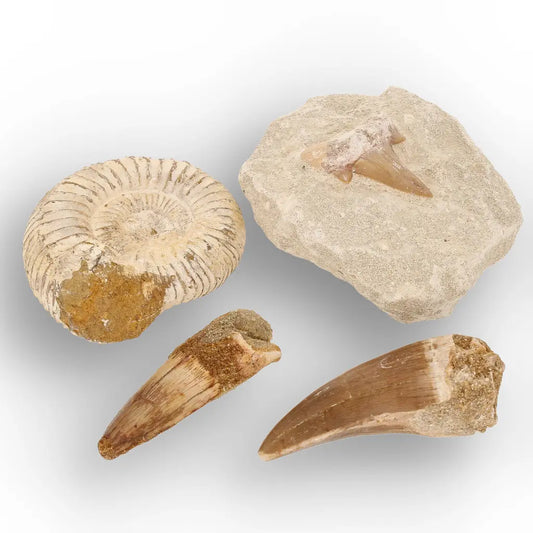 Get your Predators of the Ancient Seas – A Fossil Gift from a Lost World online now or in store at Forever Gems in Franschhoek, South Africa