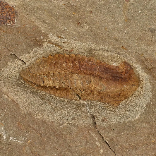 Get your Eoharpes Trilobite Fossil – Glimpse into Ancient Oceans! online now or in store at Forever Gems in Franschhoek, South Africa