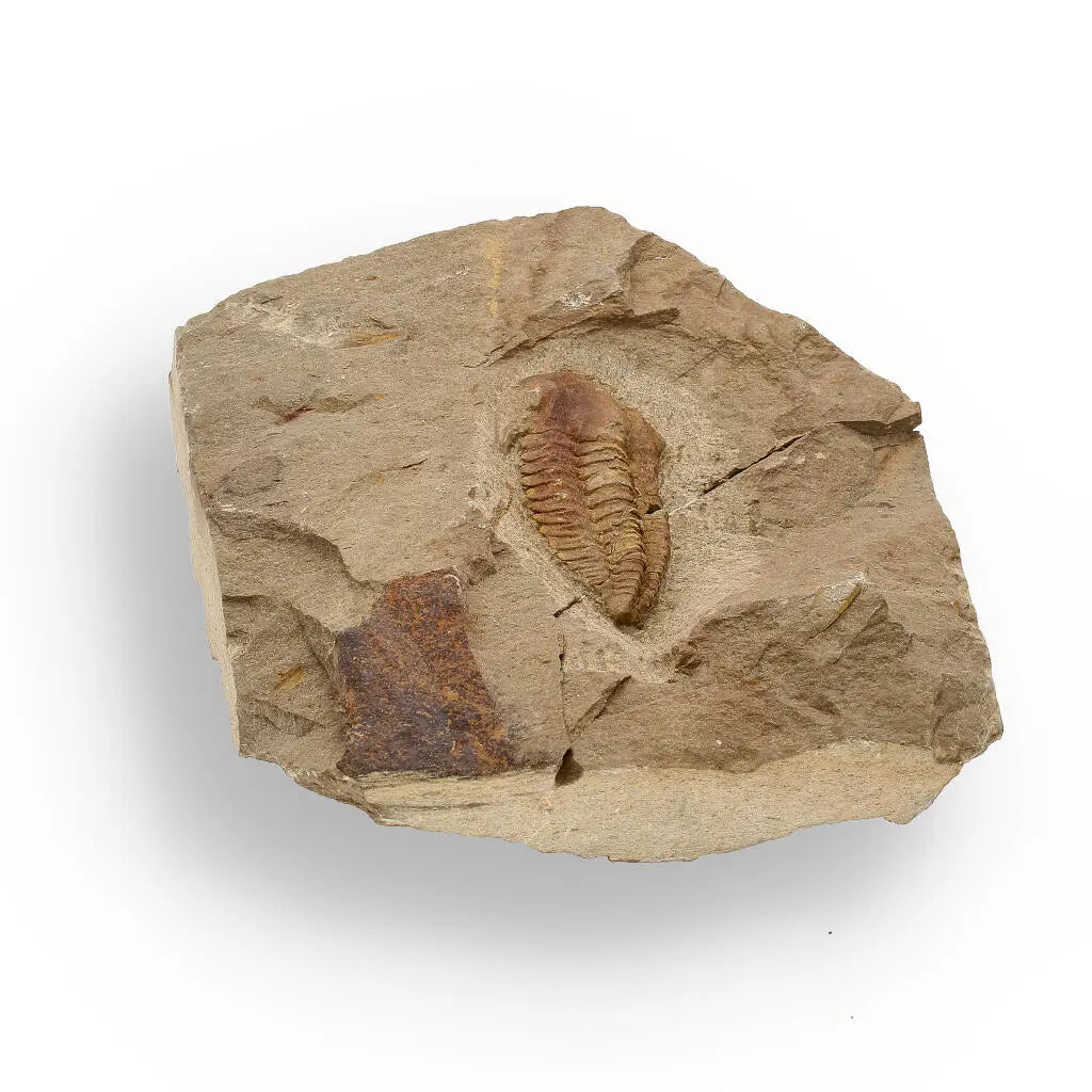 Get your Eoharpes Trilobite Fossil – Glimpse into Ancient Oceans! online now or in store at Forever Gems in Franschhoek, South Africa