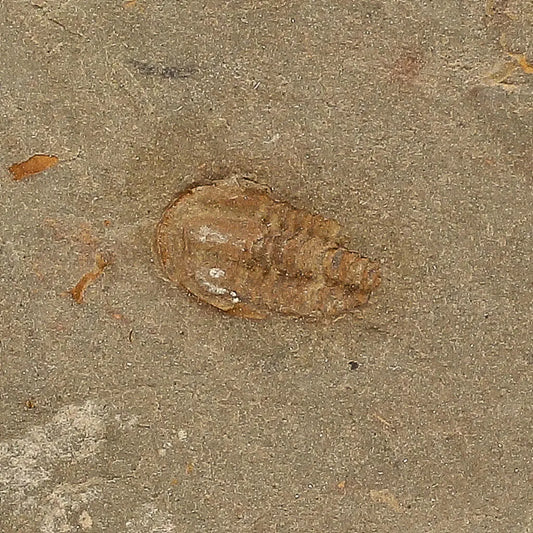 Get your Eoharpes Trilobite Fossil – Rare 400-Million-Year Marvel! online now or in store at Forever Gems in Franschhoek, South Africa