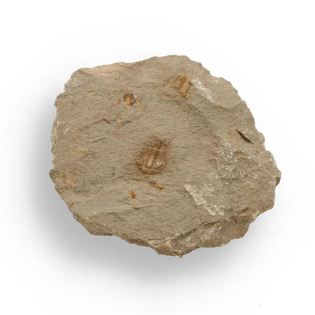 Get your Eoharpes Trilobite Fossil – Rare 400-Million-Year Marvel! online now or in store at Forever Gems in Franschhoek, South Africa