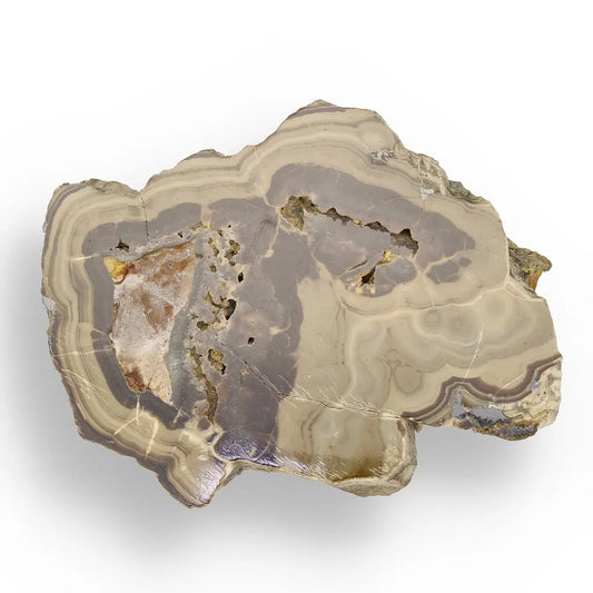 Get your Striking Olkusz Mine Schalenblende: Polished Slice with Distinctive Banding and Galena Inclusions online now or in store at Forever Gems in Franschhoek, South Africa