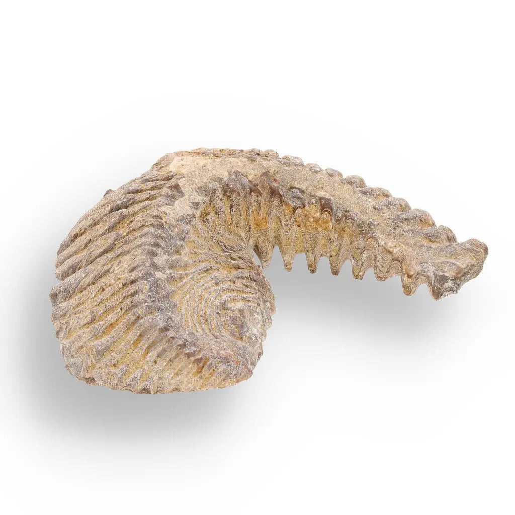 Get your Rastellum Carinatum Oyster Fossil from Mahajanga Province Madagascar online now or in store at Forever Gems in Franschhoek, South Africa