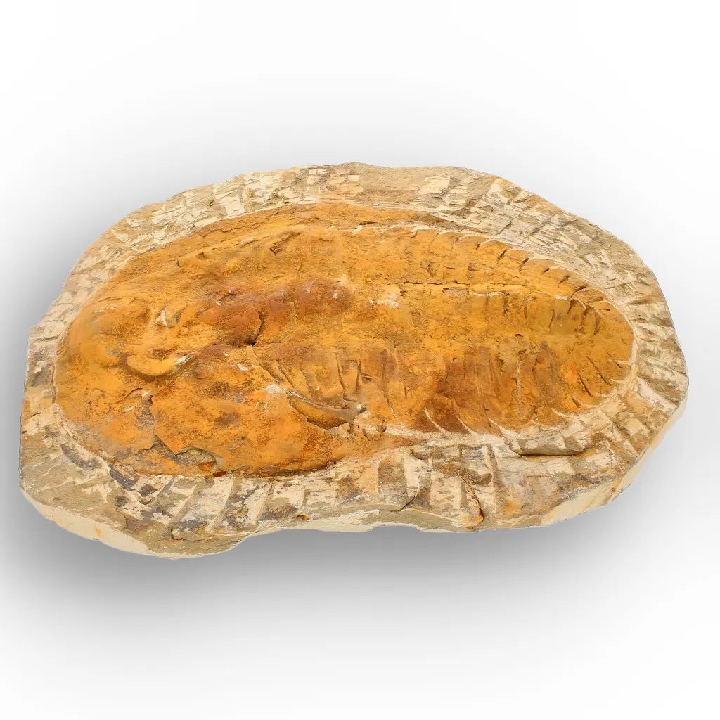 Large Cambropallas Telesto Trilobite Fossil Morocco