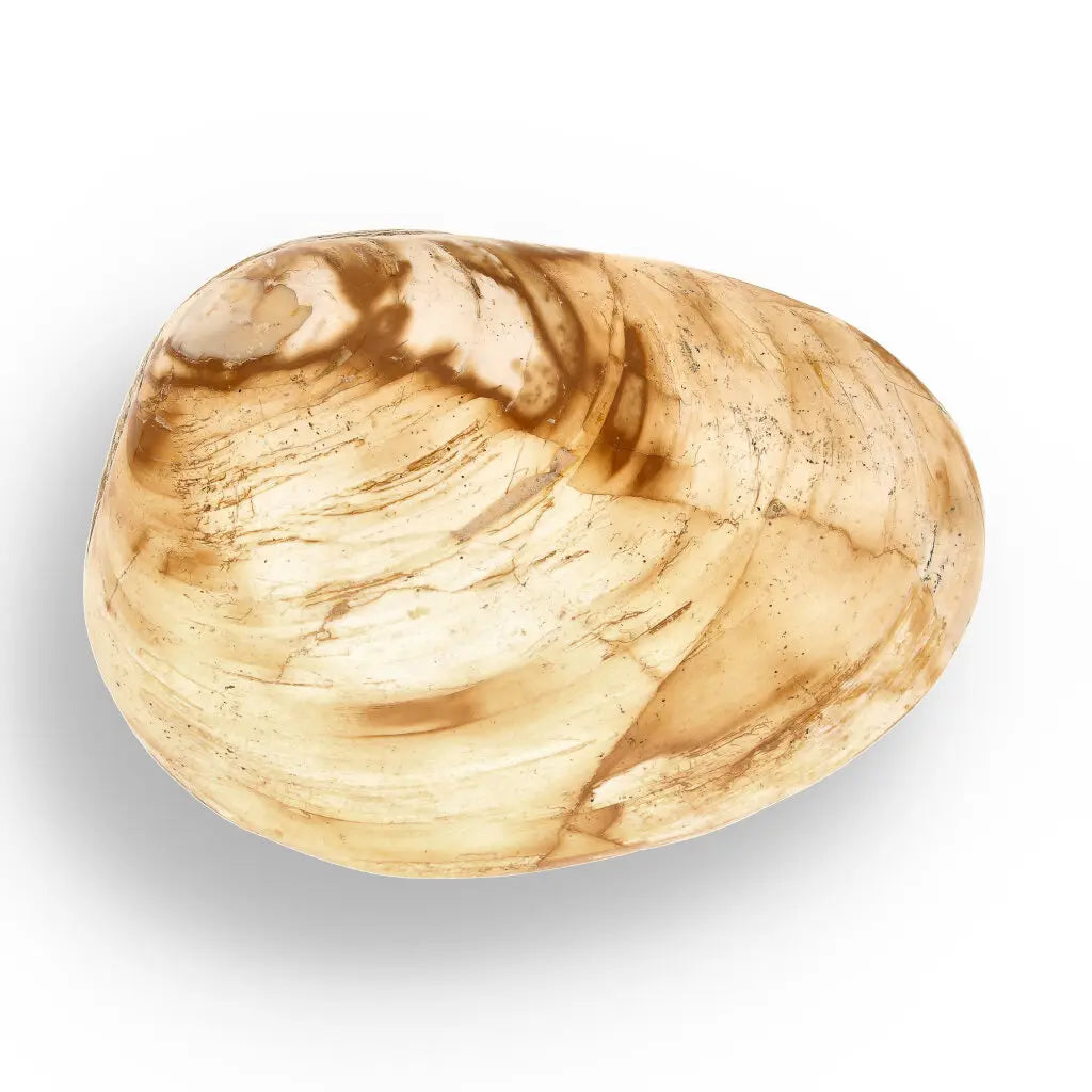 Get your Bivalve Clam Shell Fossil from Madagascar – Jurassic Sea Relic online now or in store at Forever Gems in Franschhoek, South Africa