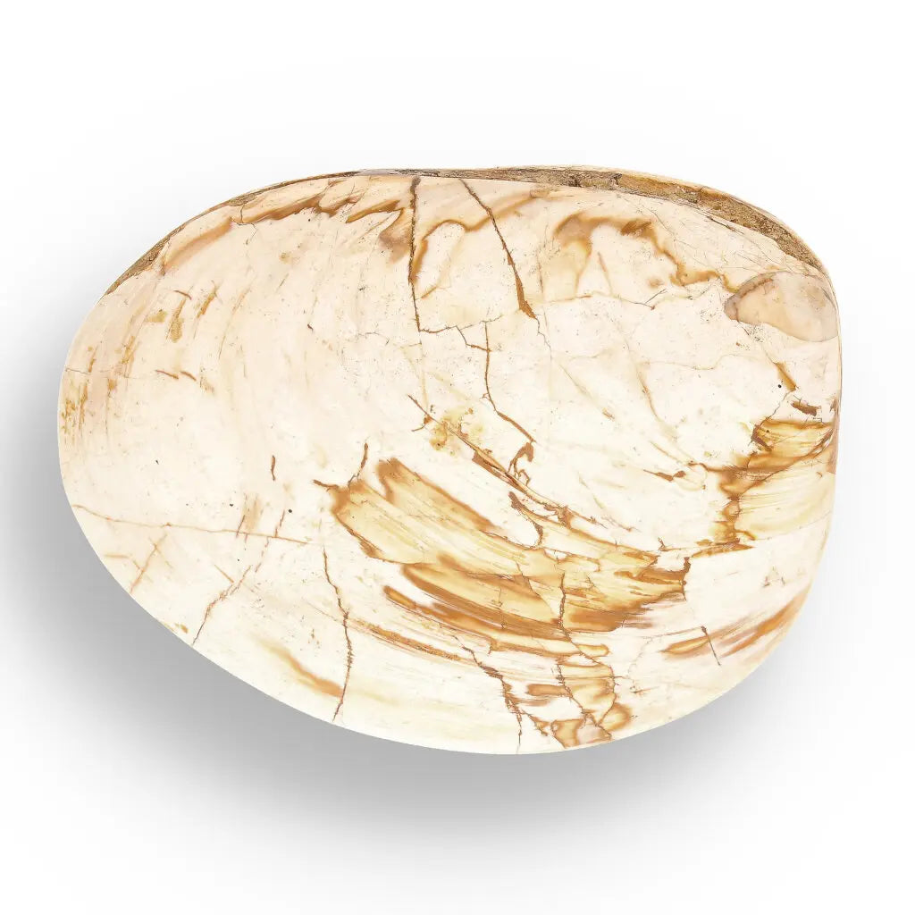 Get your Fossil Clam Shell from Madagascar - Authentic Jurassic Marine Life online now or in store at Forever Gems in Franschhoek, South Africa
