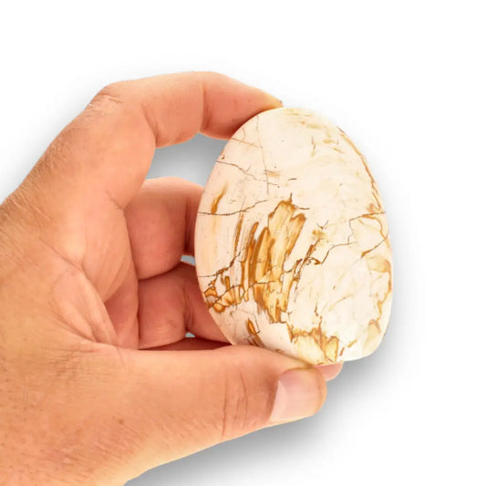 Get your Fossil Clam Shell from Madagascar - Authentic Jurassic Marine Life online now or in store at Forever Gems in Franschhoek, South Africa