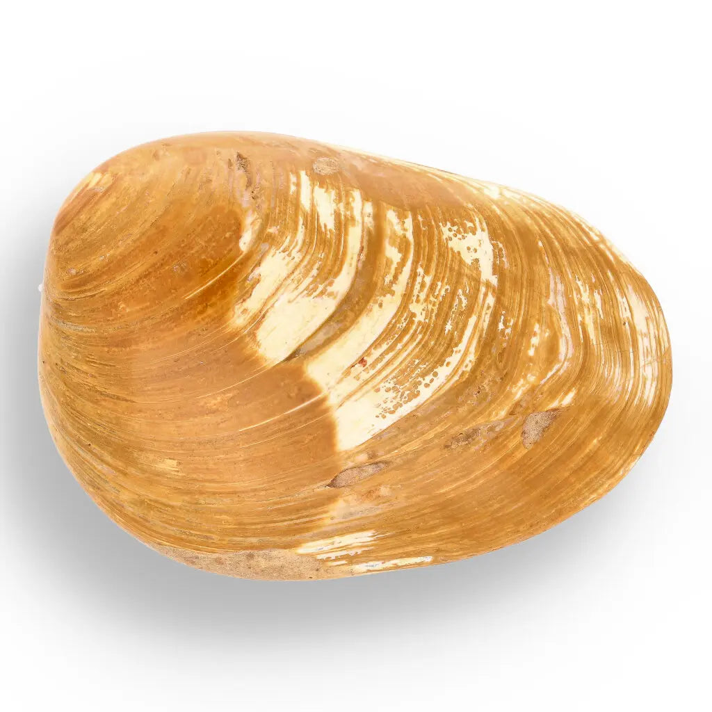 Get your Bivalve Fossil Clam Shell – 160 Million Year Old Madagascar Find online now or in store at Forever Gems in Franschhoek, South Africa