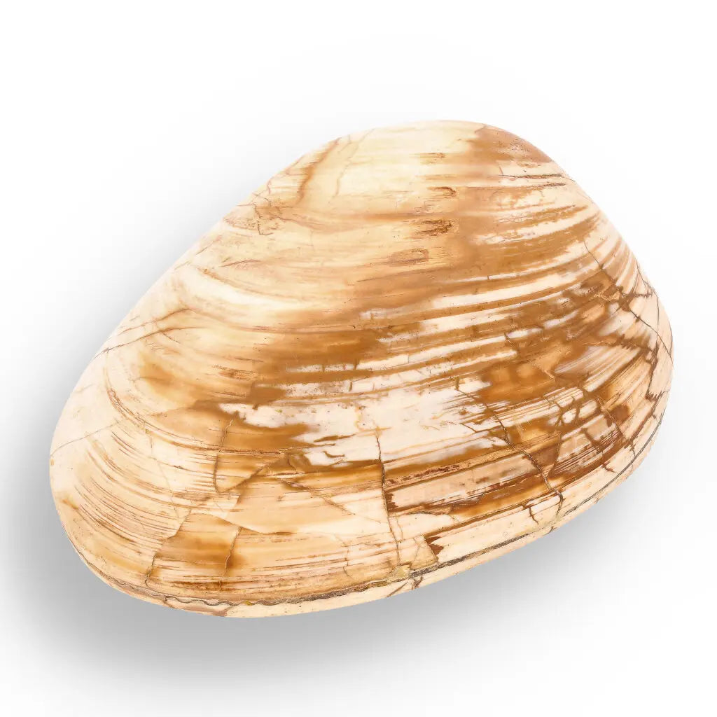 Polished Jurassic Fossil Clam Shell from Madagascar – ForeverGems_SA