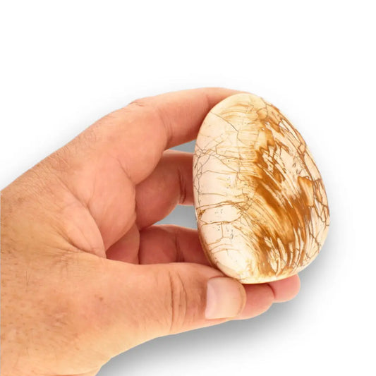 Get your Fossil Bivalve Clam Shell from Madagascar’s Jurassic Oceans online now or in store at Forever Gems in Franschhoek, South Africa