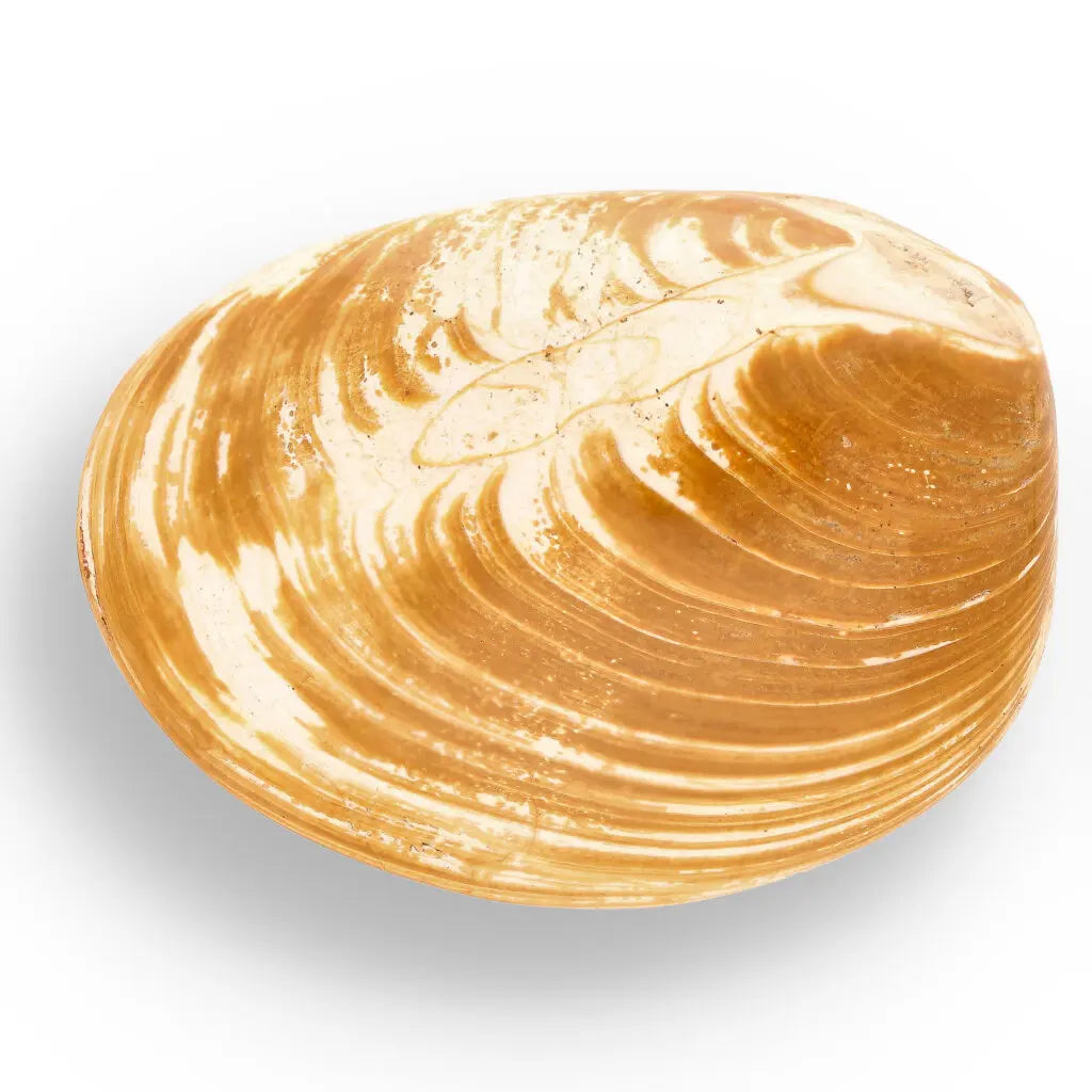 Get your Bivalve Clam Shell Fossil - Authentic Jurassic Madagascar Specimen online now or in store at Forever Gems in Franschhoek, South Africa