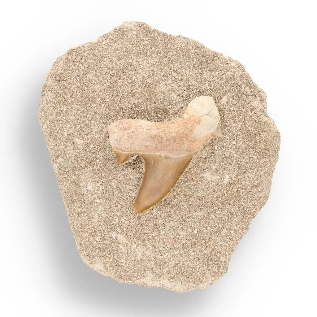 Get your Prehistoric Predator’s Legacy: Shark Tooth online now or in store at Forever Gems in Franschhoek, South Africa