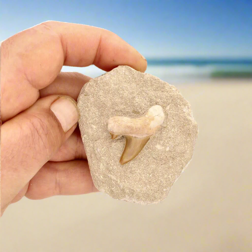 Get your Prehistoric Predator’s Legacy: Shark Tooth online now or in store at Forever Gems in Franschhoek, South Africa