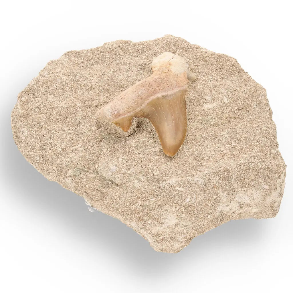 Get your Prehistoric Predator’s Legacy: Shark Tooth online now or in store at Forever Gems in Franschhoek, South Africa