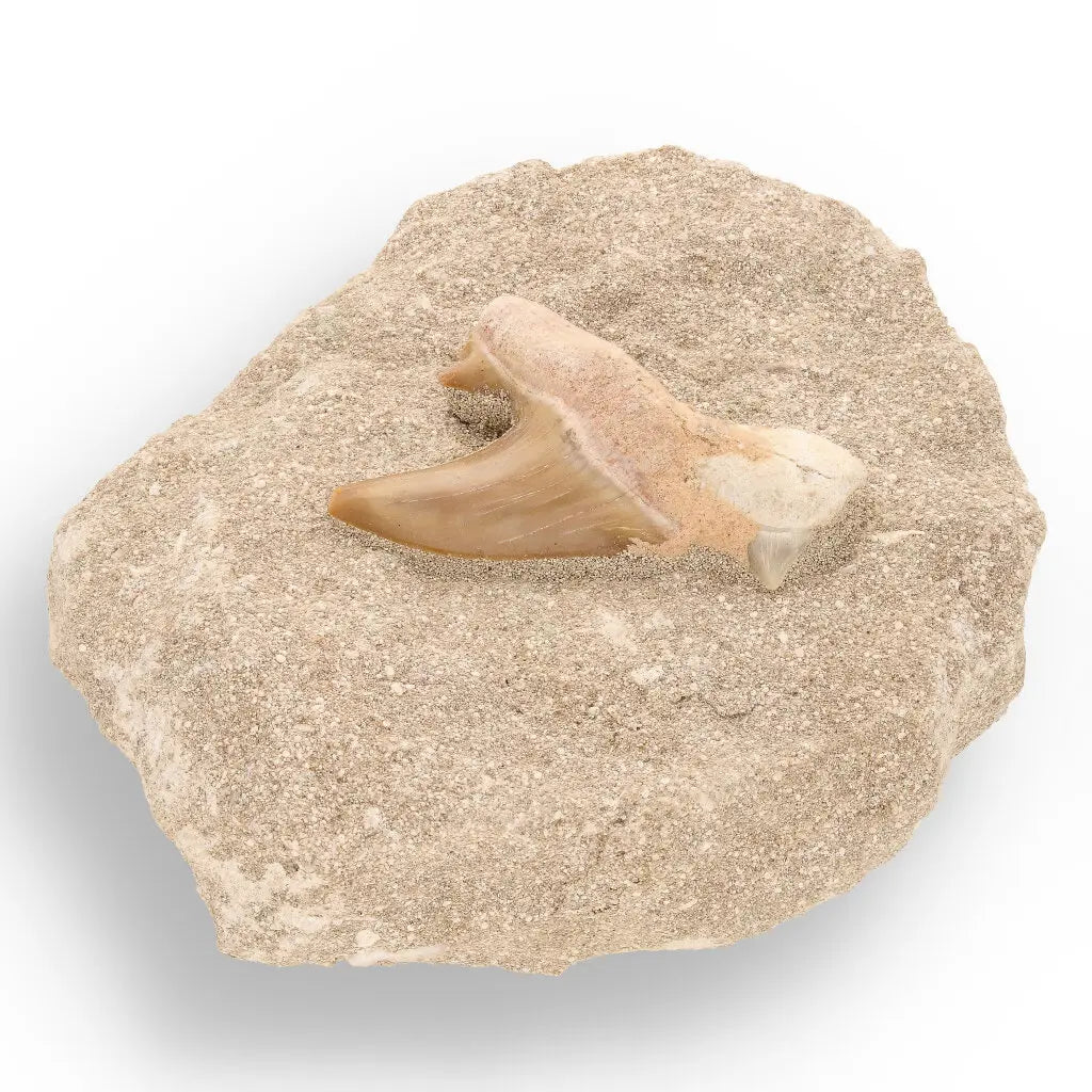 Get your Prehistoric Predator’s Legacy: Shark Tooth online now or in store at Forever Gems in Franschhoek, South Africa